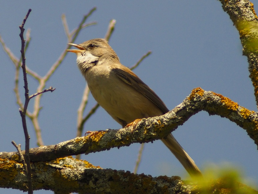 Sterpazzola  (Sylvia communis)